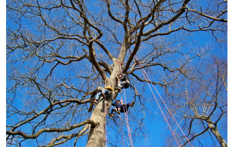 Semaine de l'Environnement