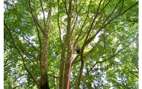 Grimpe d'arbres avec le CPB Blosne pôle Savary
