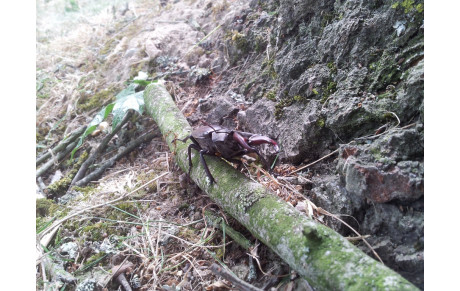 Grimpe d'arbres à St-Jacques de la Lande