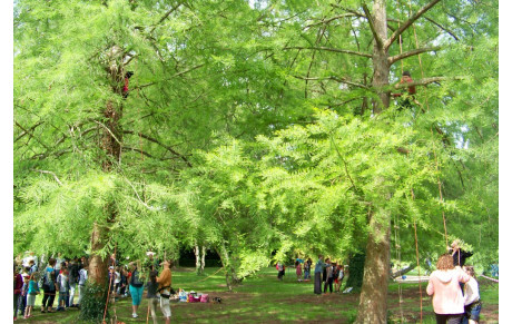 Fête du Jeu et de la Parentalité