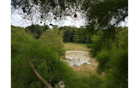 Grimpe d'arbres au parc Bréquigny