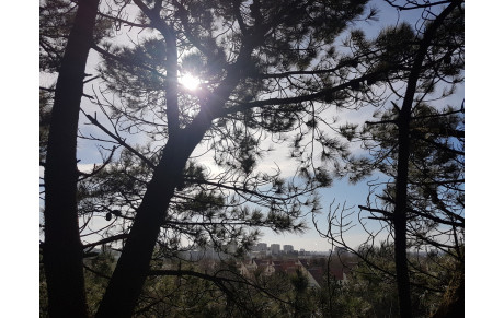 Grimpe au parc des Gayeulles